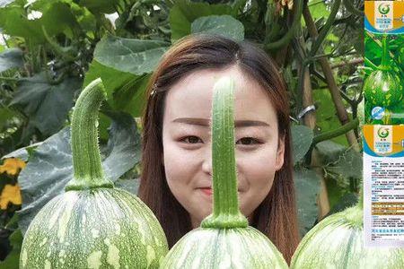 一串铃南瓜可以爬地种植吗