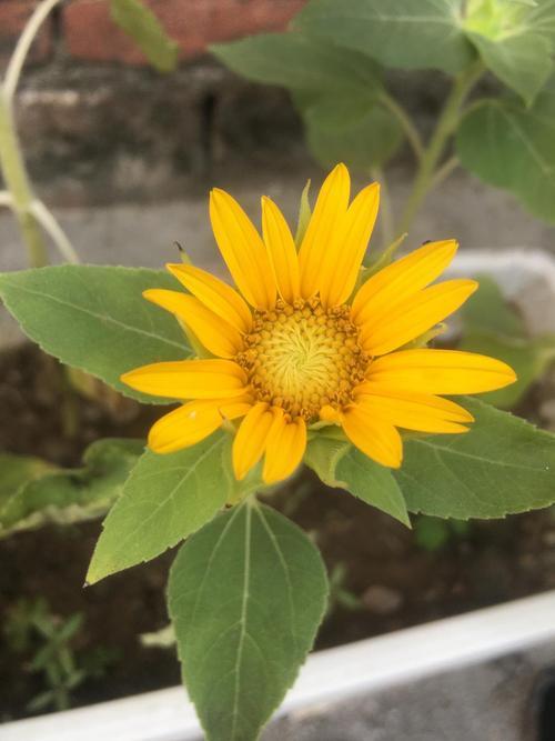 我们像葵花冯清明最后怎么样了