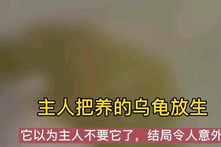 别人放生的乌龟刻有字能养吗