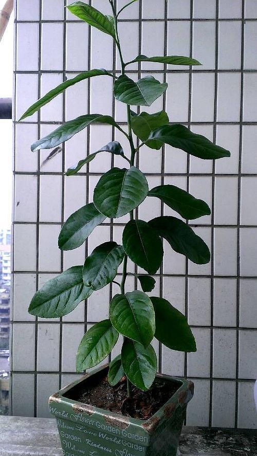 柠檬苗可不可以放在水里面种