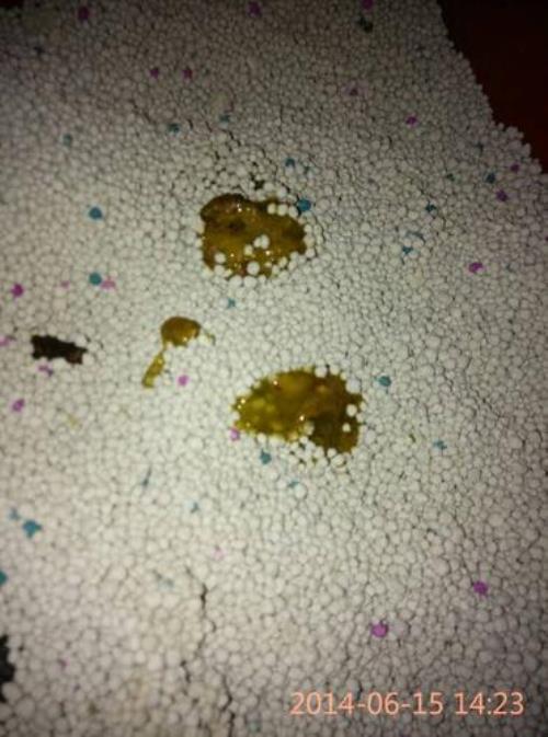 小猫多大可以自主排便