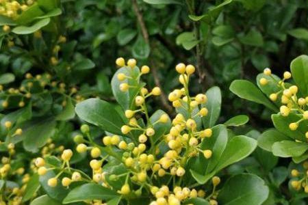 米兰花怎么压才能活下来