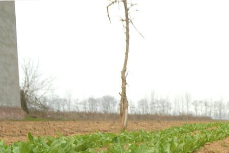 湖南几月份可以种植莴笋