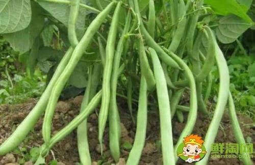 宾豆什么时候种
