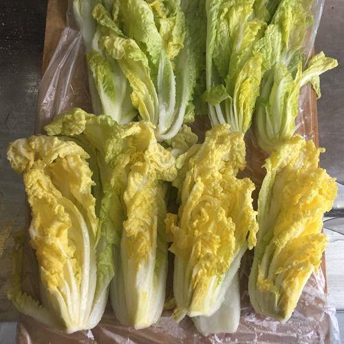 娃娃菜叶子有毛吗