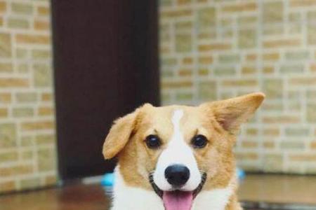 怎么看柯基是单脊背还是双脊背