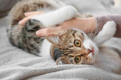 小猫为啥不停的发出咕噜声