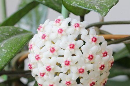 球兰几年开花怎么养