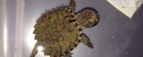 周转箱养鳄龟有什么坏处