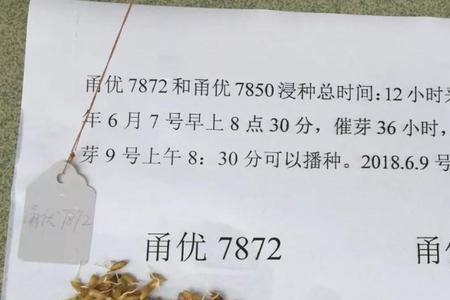 快菜种子浸种催芽技术