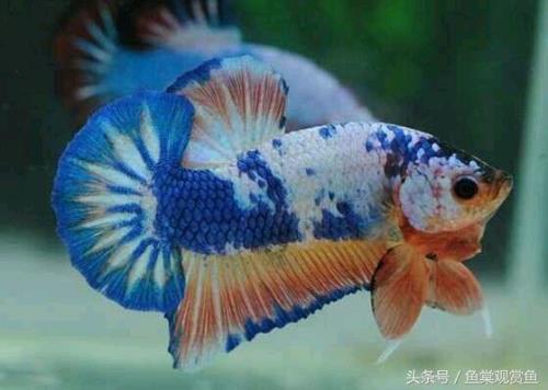 为什么我的斗鱼总喜欢躲起来