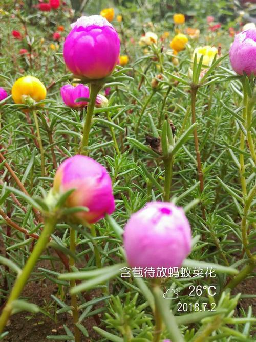 蚂蚁菜花有几种