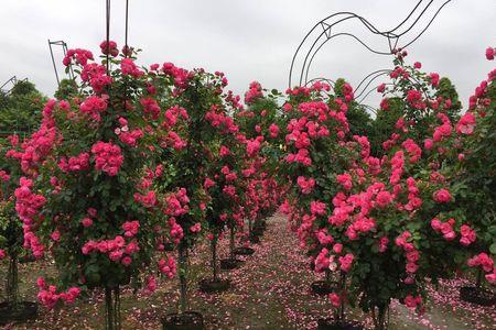 花瓣雨表达什么情感