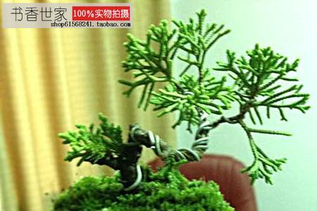真柏怎么爆叶