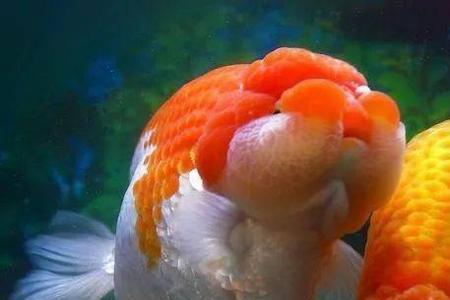 兰寿水花养殖技巧