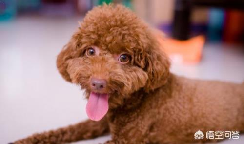 泰迪幼犬水喝多好还是少喝水好
