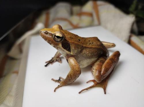 炖林蛙用什么大酱