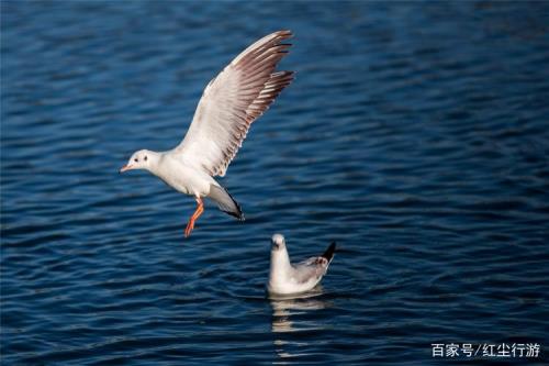昆明滇池的海鸥是从哪来的