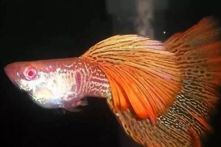 孔雀鱼吃河鱼吗