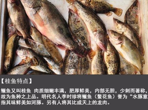 江苏哪里野生桂鱼