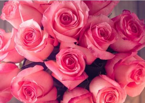 12种玫瑰花不同的颜色代表什么