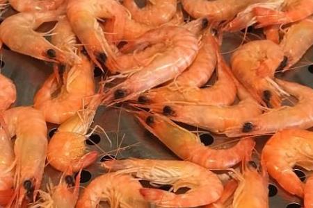 活虾下锅还是死虾