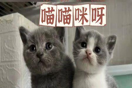 几个月的猫算幼猫