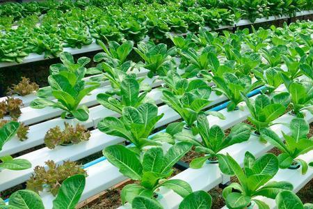 夏天什么时候种植菜