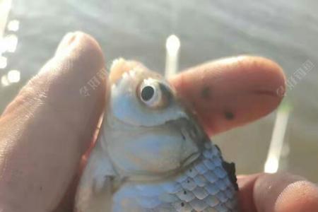 鲫鱼吃蚂蚁吗