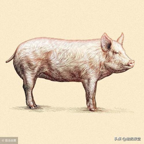 小猪被焖着了怎么处理