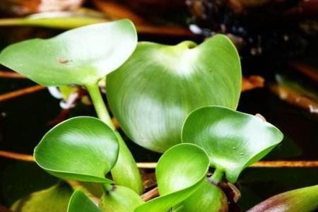水葫芦用什么盆养