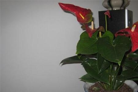 红掌能用营养液吗