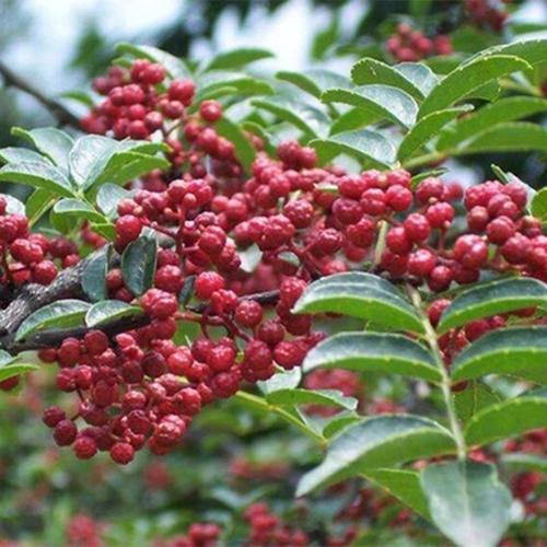 院子里种花椒树的寓意