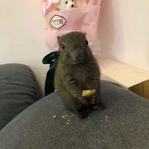 金花松鼠养多长时间下崽