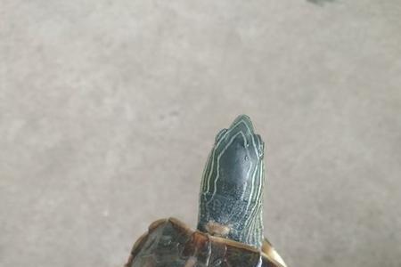 花龟能和安布龟杂交