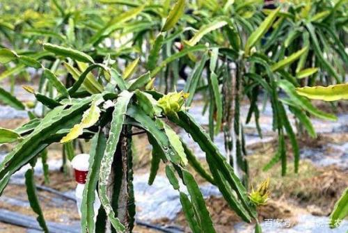 火龙果定植后可以浇猪粪水吗