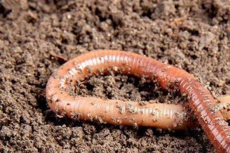 蚯蚓的蚯可以怎么组词