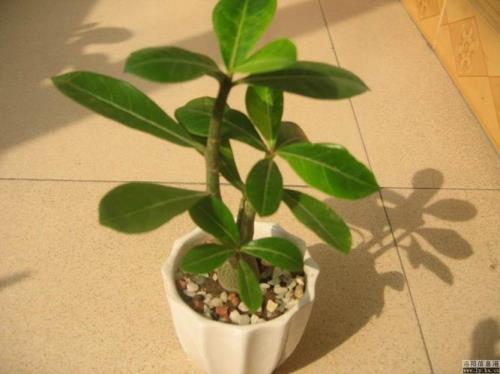 沙漠玫瑰暗夜天使勤花么