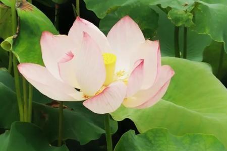 清正纯洁什么意思