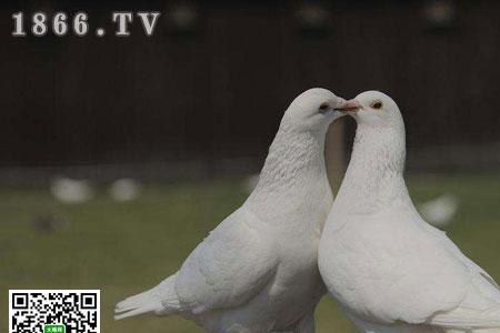 信鸽天落如何养熟不让飞走