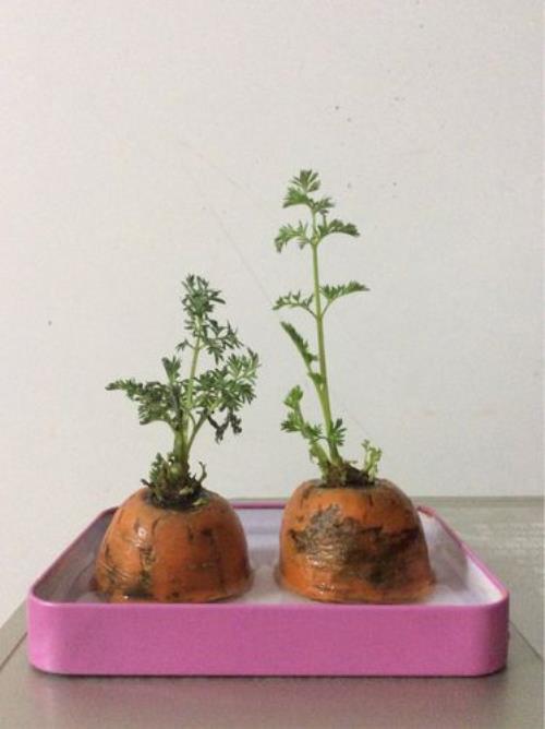 盆栽红萝卜要晒太阳吗