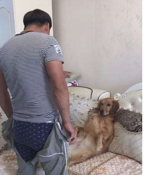 狗狗咬裤子是什么意思
