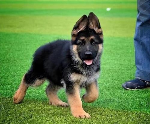 德牧可以买成犬回家吗