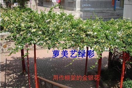 庭院种金银花可以不搭架