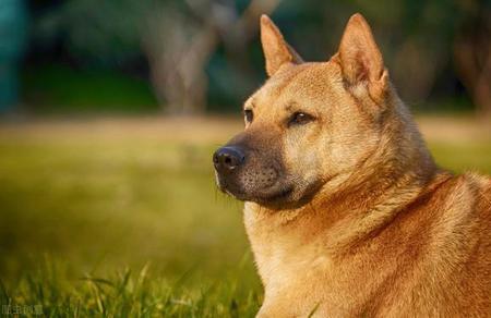 十个不养田园犬的理由