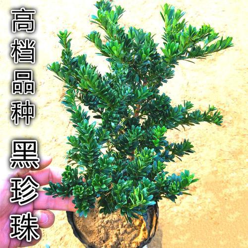 珍珠罗汉松哪种最好