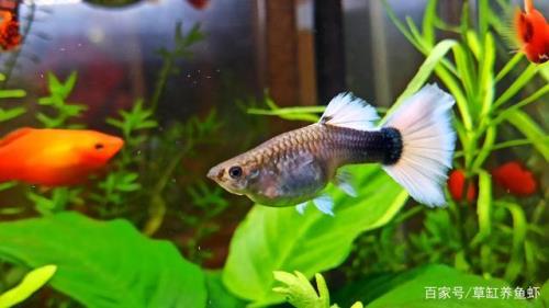 孔雀鱼养到多大可以分缸