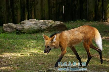 动物的外貌和外形有区别吗