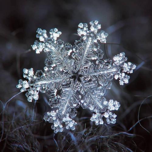 什么雪花填动词