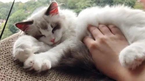 猫咪为什么喜欢早上坐在胸口